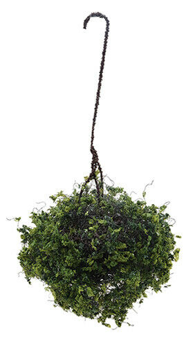 Hanging Basket: Variegated Green, Large