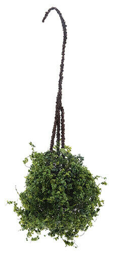 Hanging Basket: Variegated Green, Small