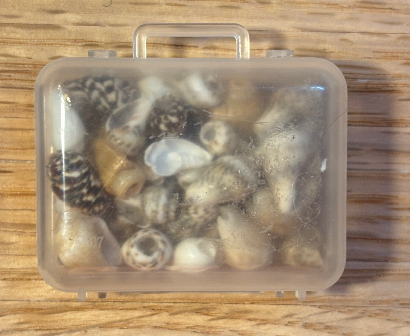 Dollhouse Miniature Container of Shells